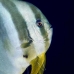 batfish_longfin_db_v_0705_png2238.jpg